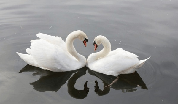 水瓶座与巨蟹座：性格迥异却暗藏默契的星座